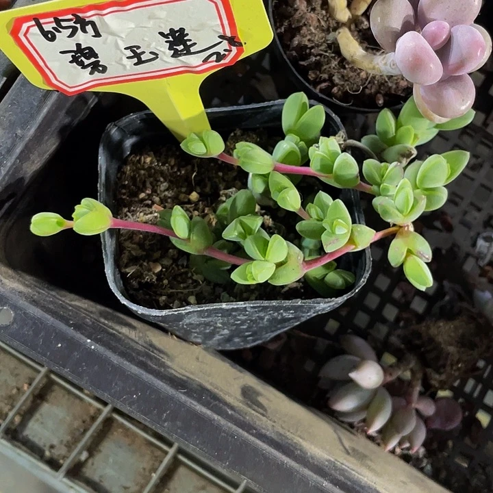 碧玉莲2.8带盆土