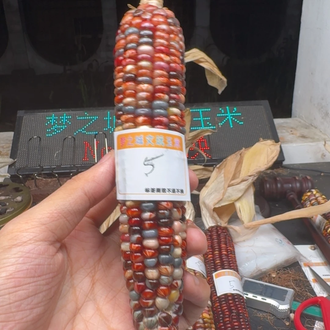 记***光吊坠柏香籽/百香籽