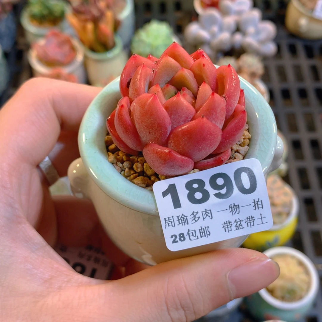 5厘米盆精控多肉1890