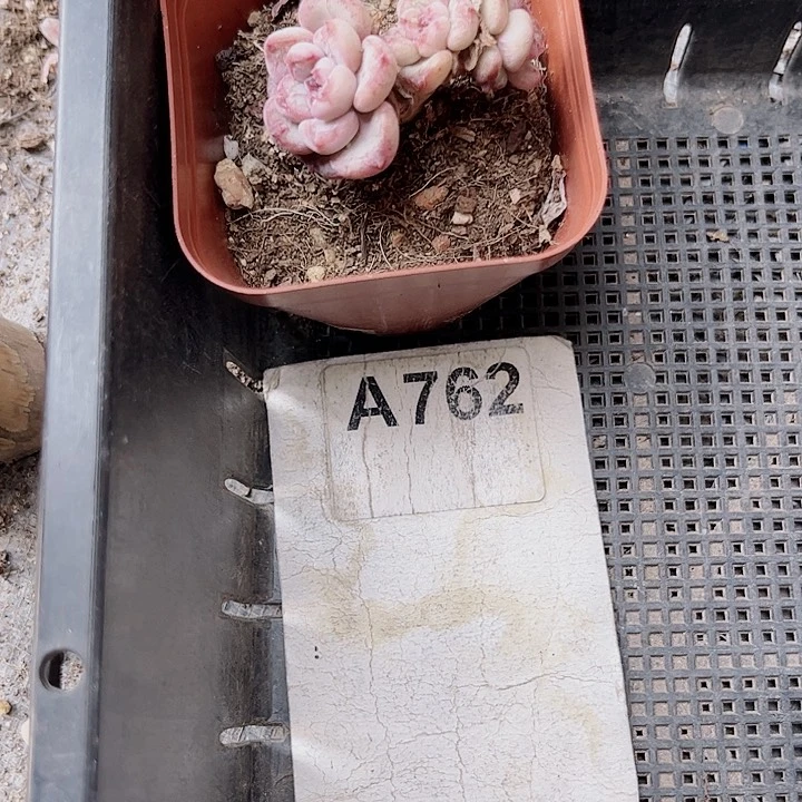 ?762密密麻麻密密麻麻吗