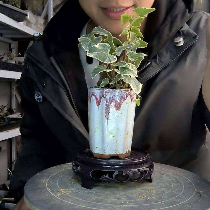 周**生小盆景小植物一物一拍33