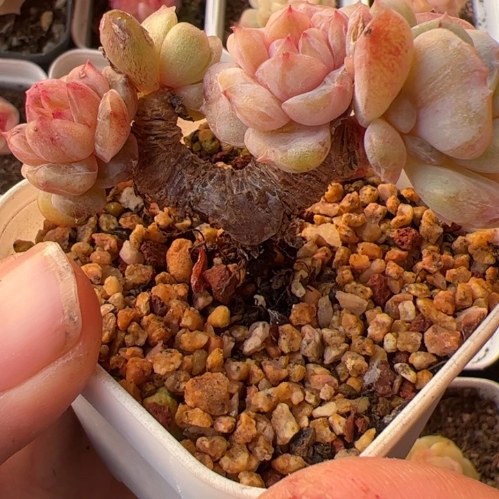 一物一拍，精品糖心，尺寸不大介意勿拍