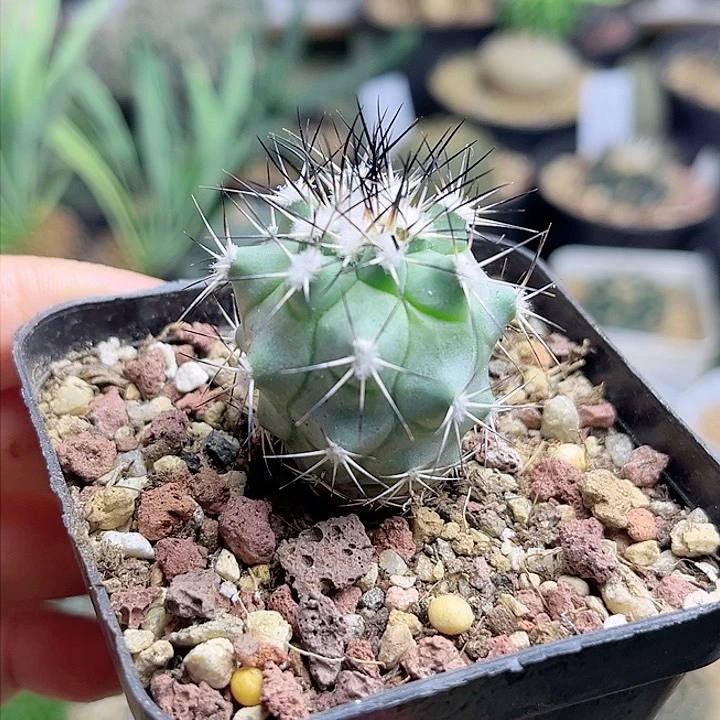 黑枪娇丽实生球一物一拍