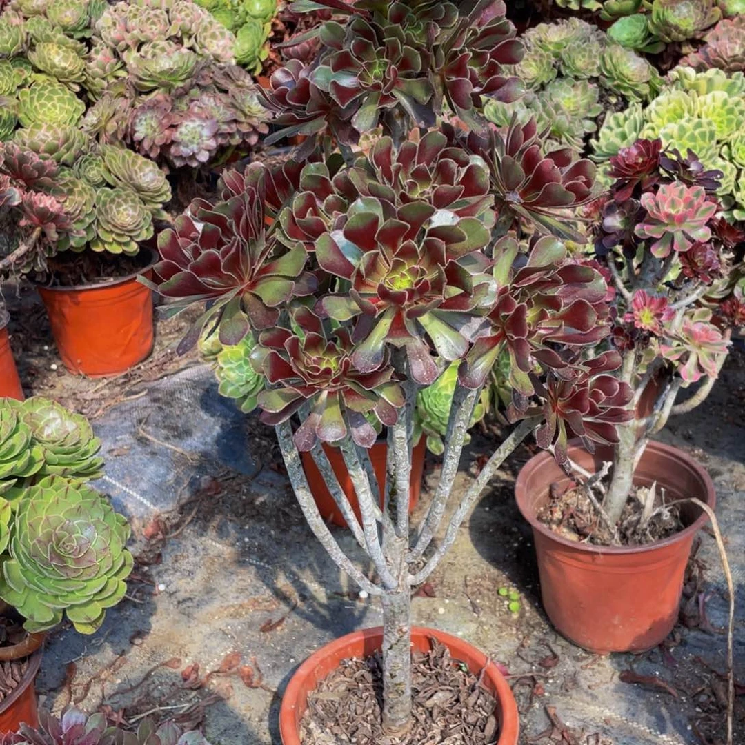 ‘***37鲜花老桩鲜花老桩