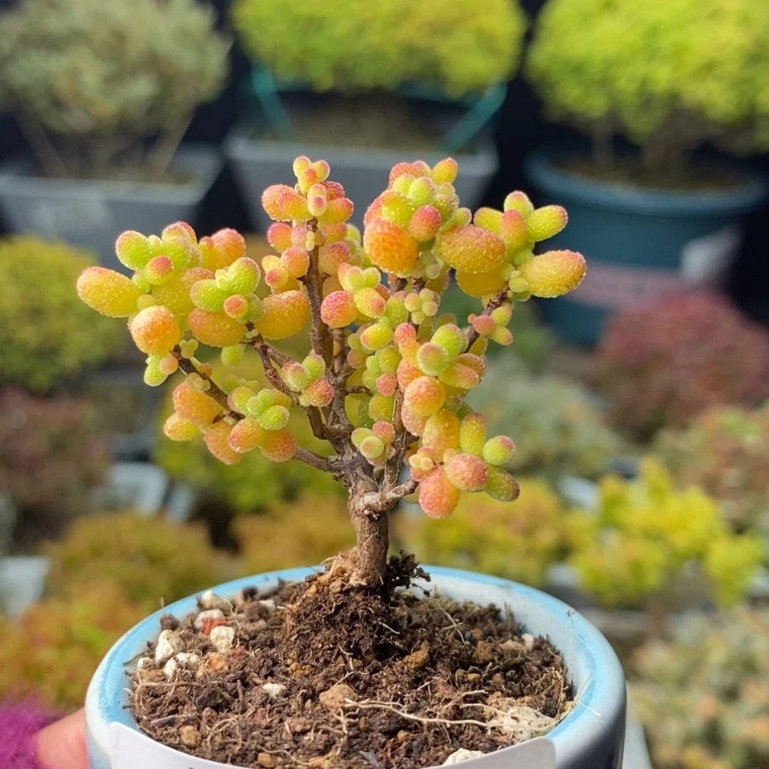 1290金桔糖球 。