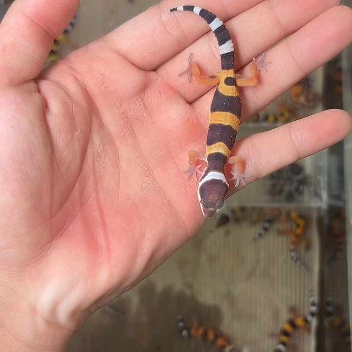 豹纹守宫阳光橘子