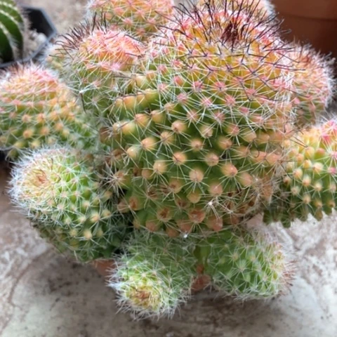 红娜丸仙人球35米仙人球