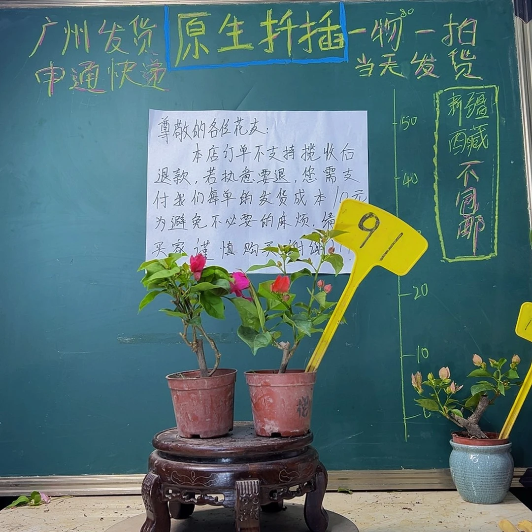 当前无花栽培后可以开花玫瑰红掌中宝 樱红掌中宝 91