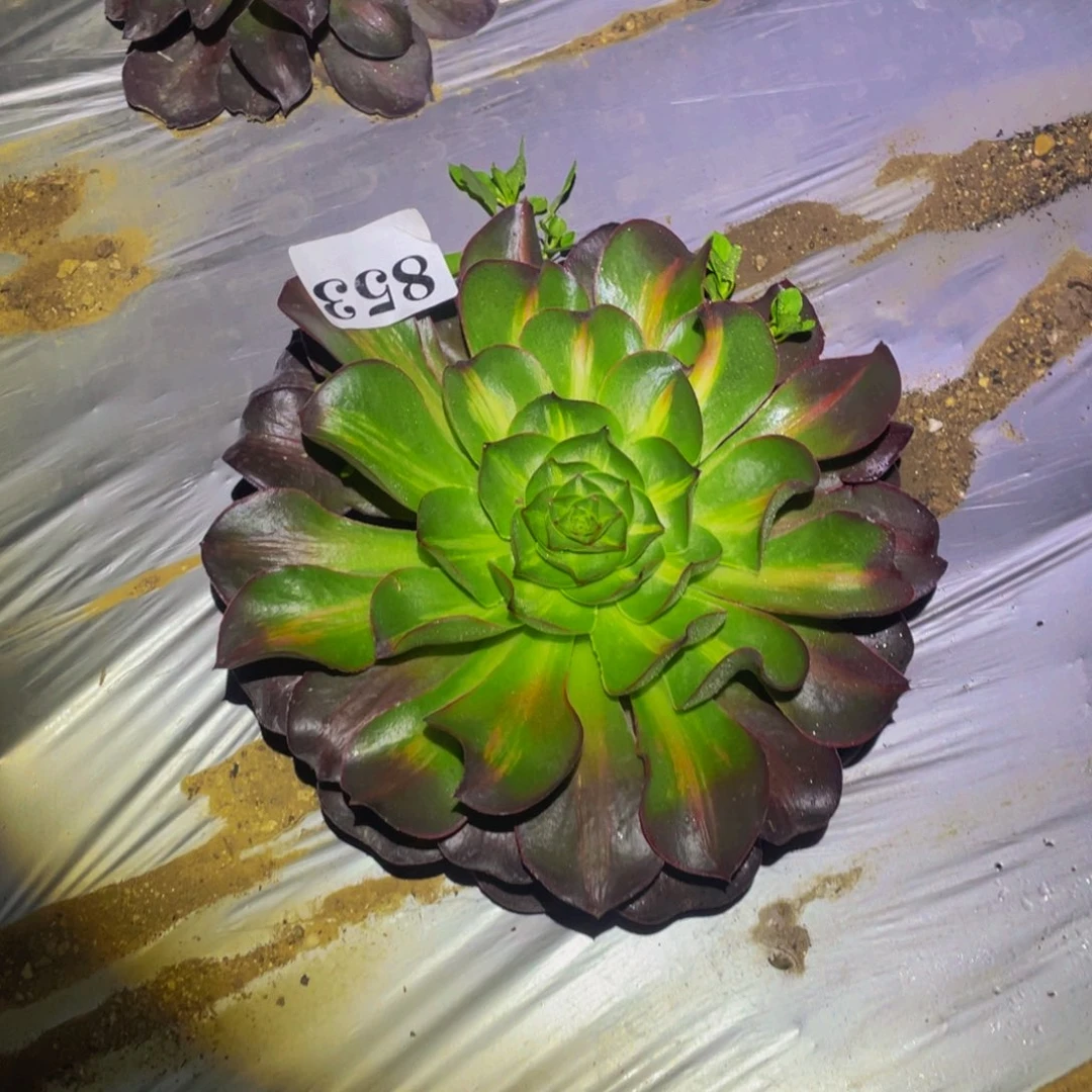 如意中班多肉植物853