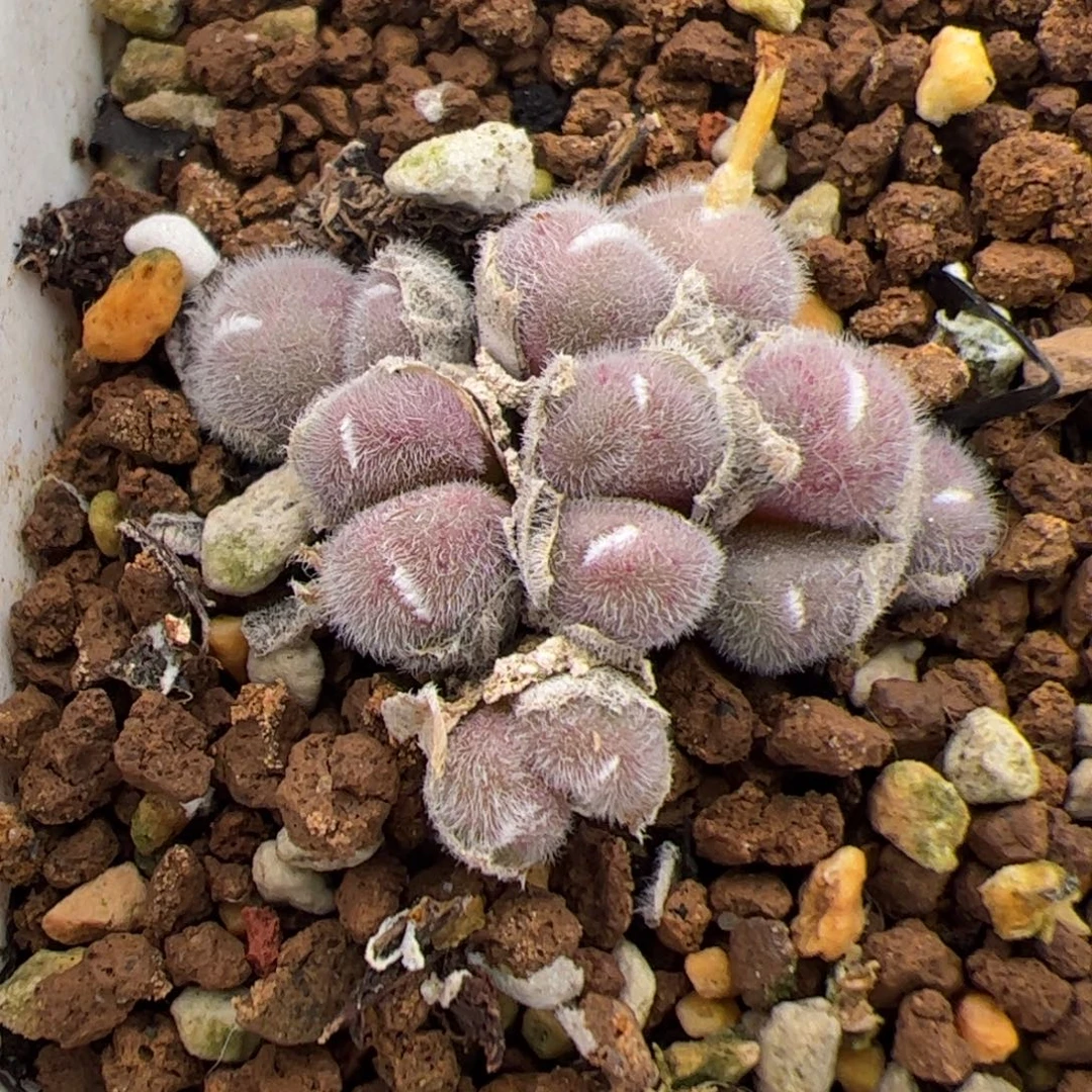 0429号毛球 多肉植物