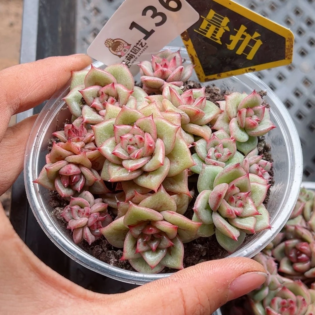 多肉植物多肉植物