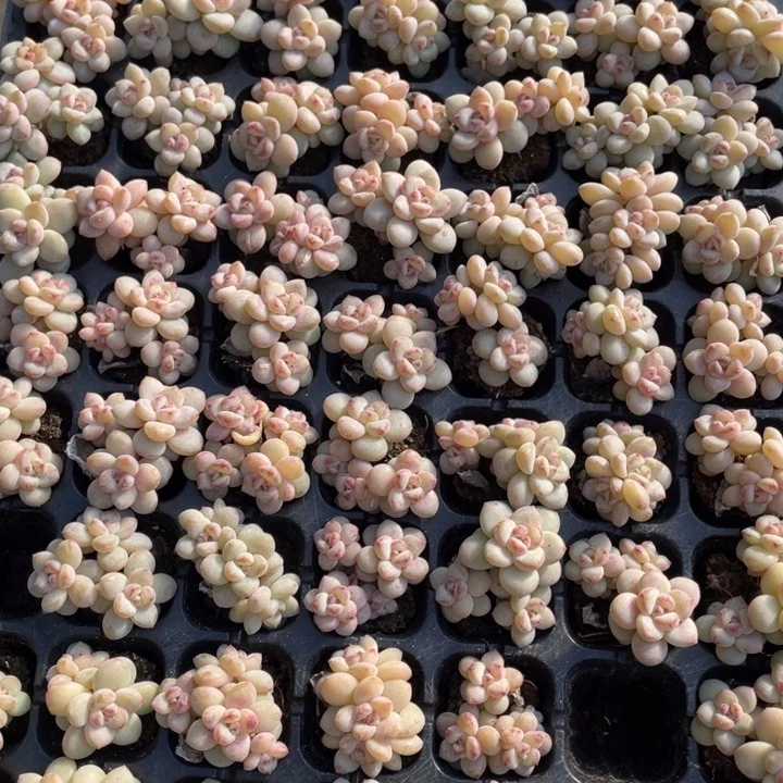 阳光玫瑰穴苗2颗20包邮新疆西藏不发