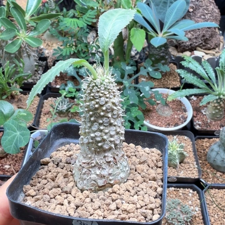 新种琉桑 367 仙人球