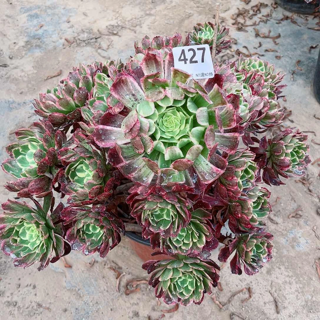 无花朵多肉植物炫彩427