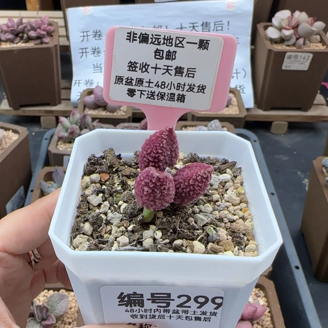 299苍龙多肉植物