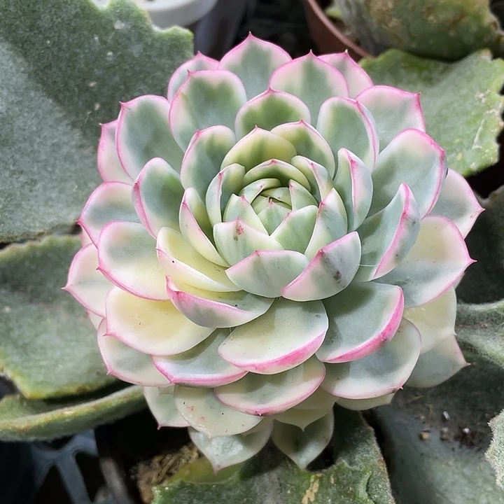 韩水晶锦一物一拍