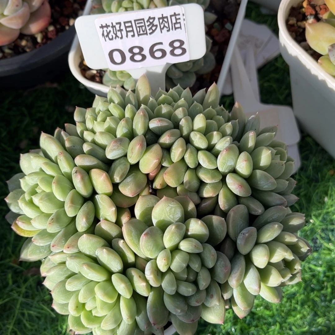 清***秋多肉植物0868…………