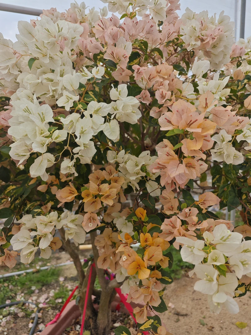 嫁接三角梅品种指定要备注