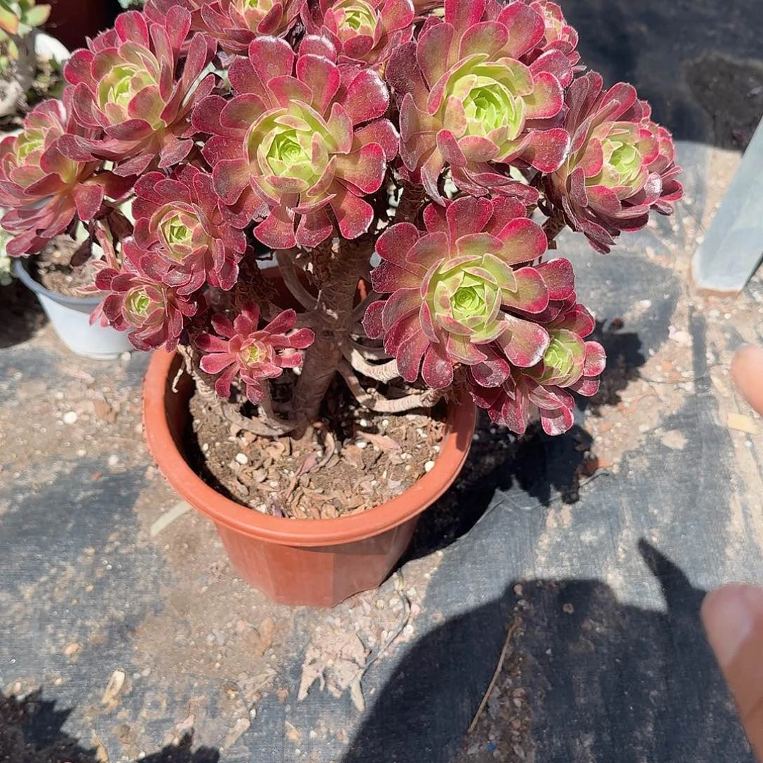 安娜法师多肉植物精品