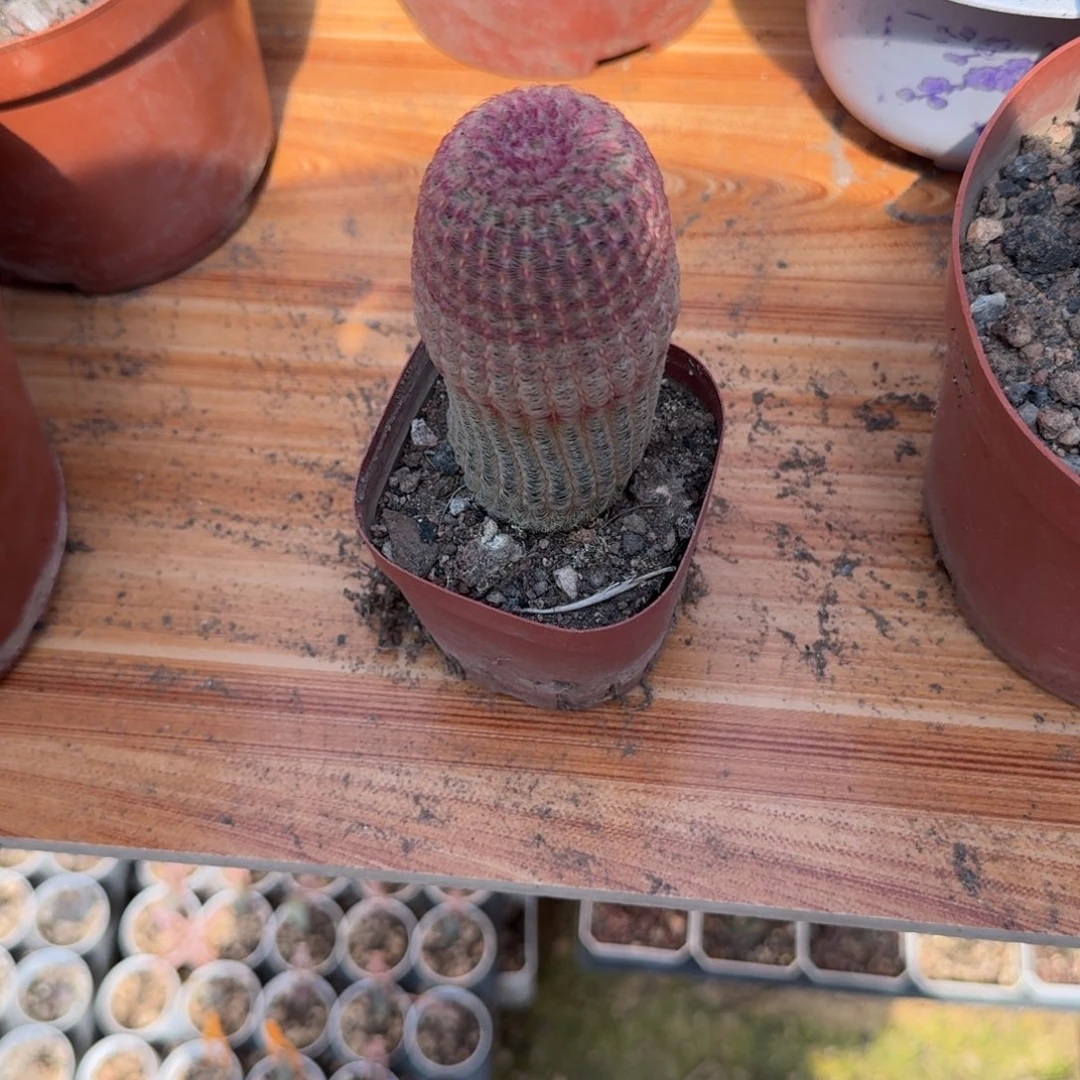 花***语可口可乐了可口可乐