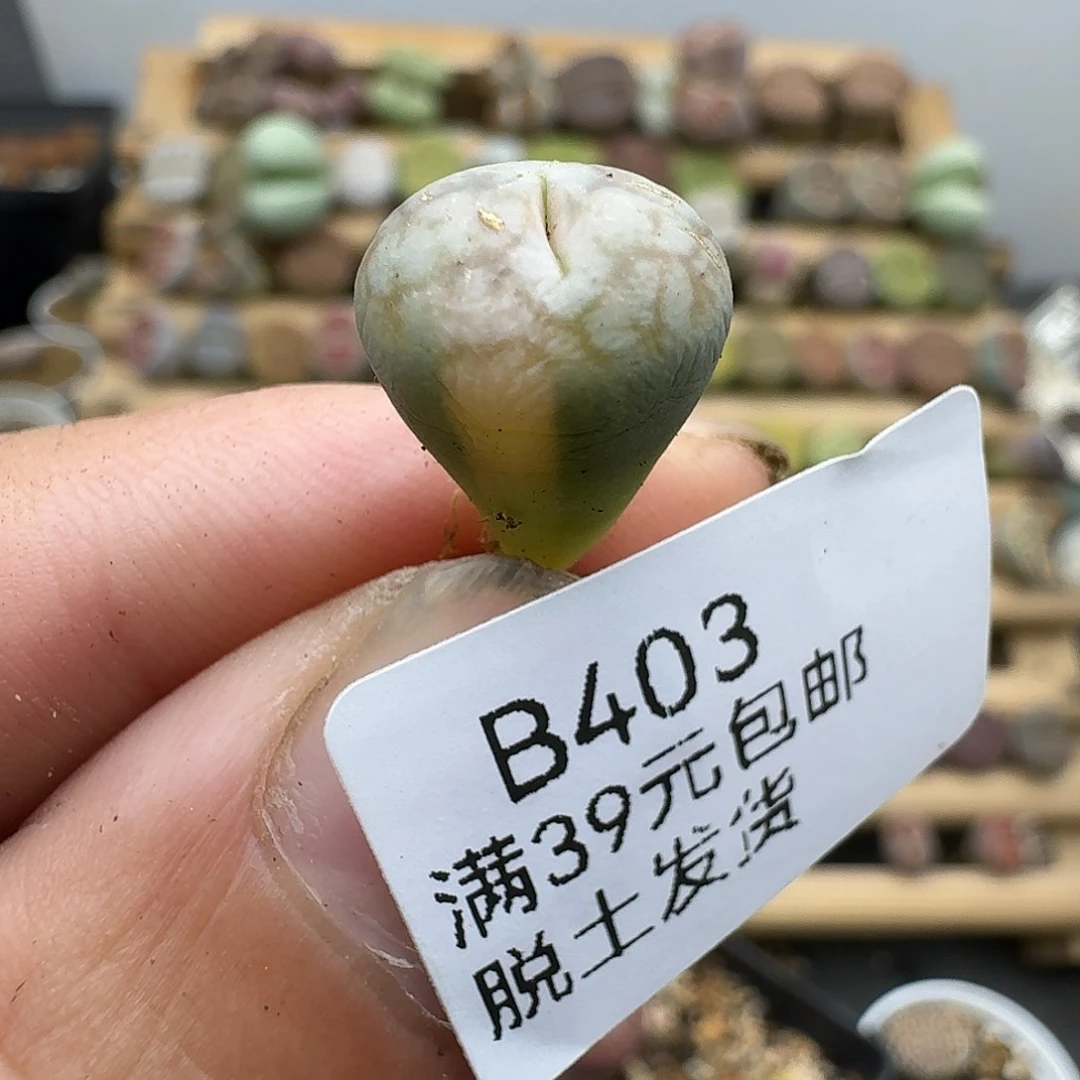 403拉丝锦女蜗石小尺寸
