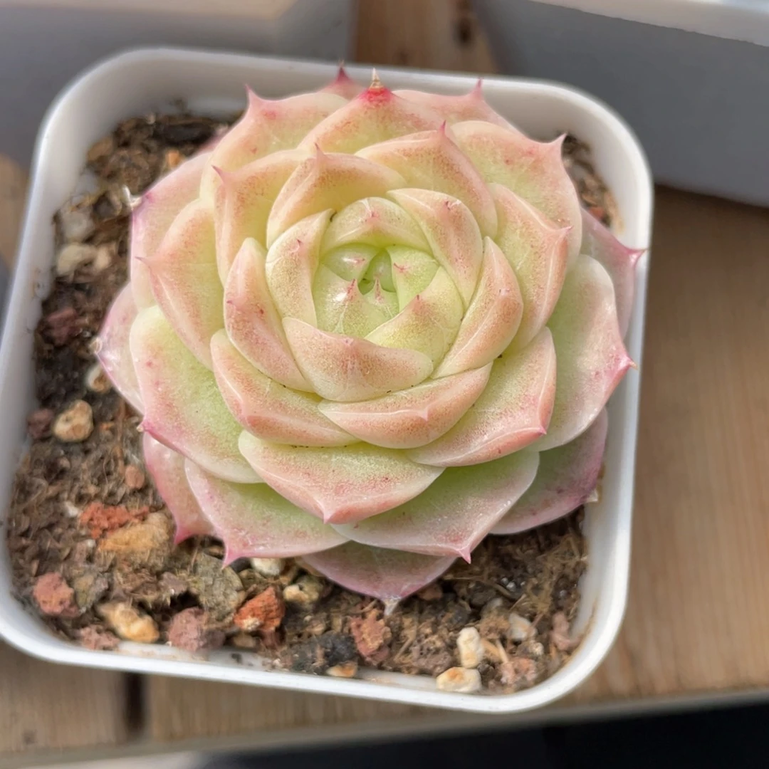 优选麦杆福利932