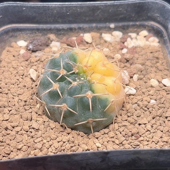 守殿玉锦实生球一颗