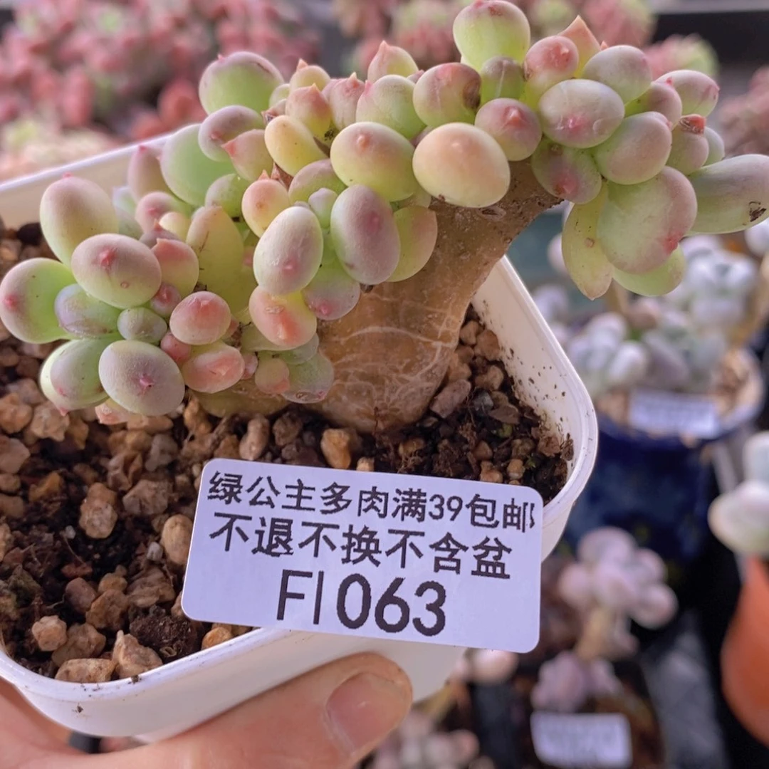 苹果奶缀8cm1063多肉植物