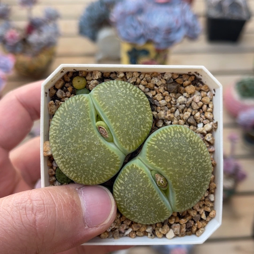 多年母本一物一拍