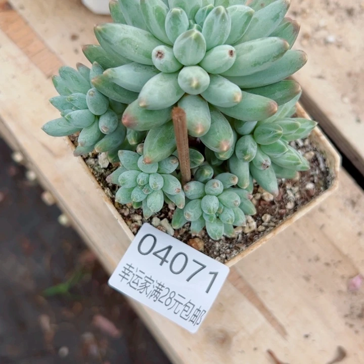 幸运儿是一位非常优秀且非常