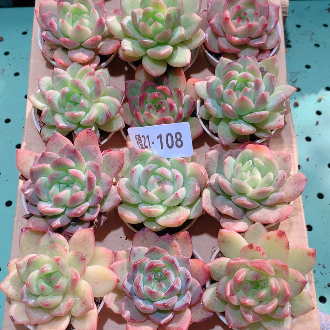 21-108一物一拍多肉带盆18颗