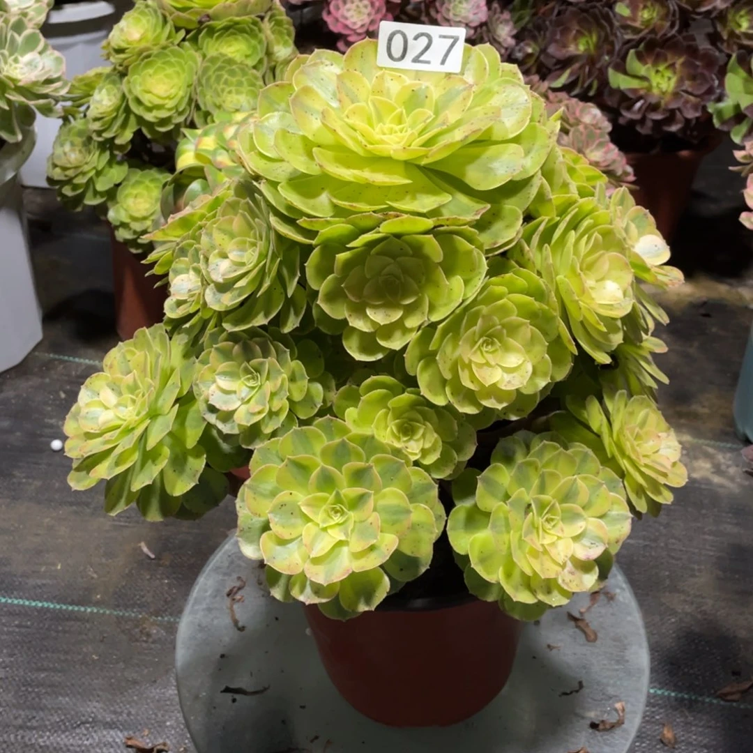 雨荷多肉植物法师27