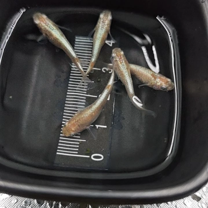 青鳉黄金万两一组5条