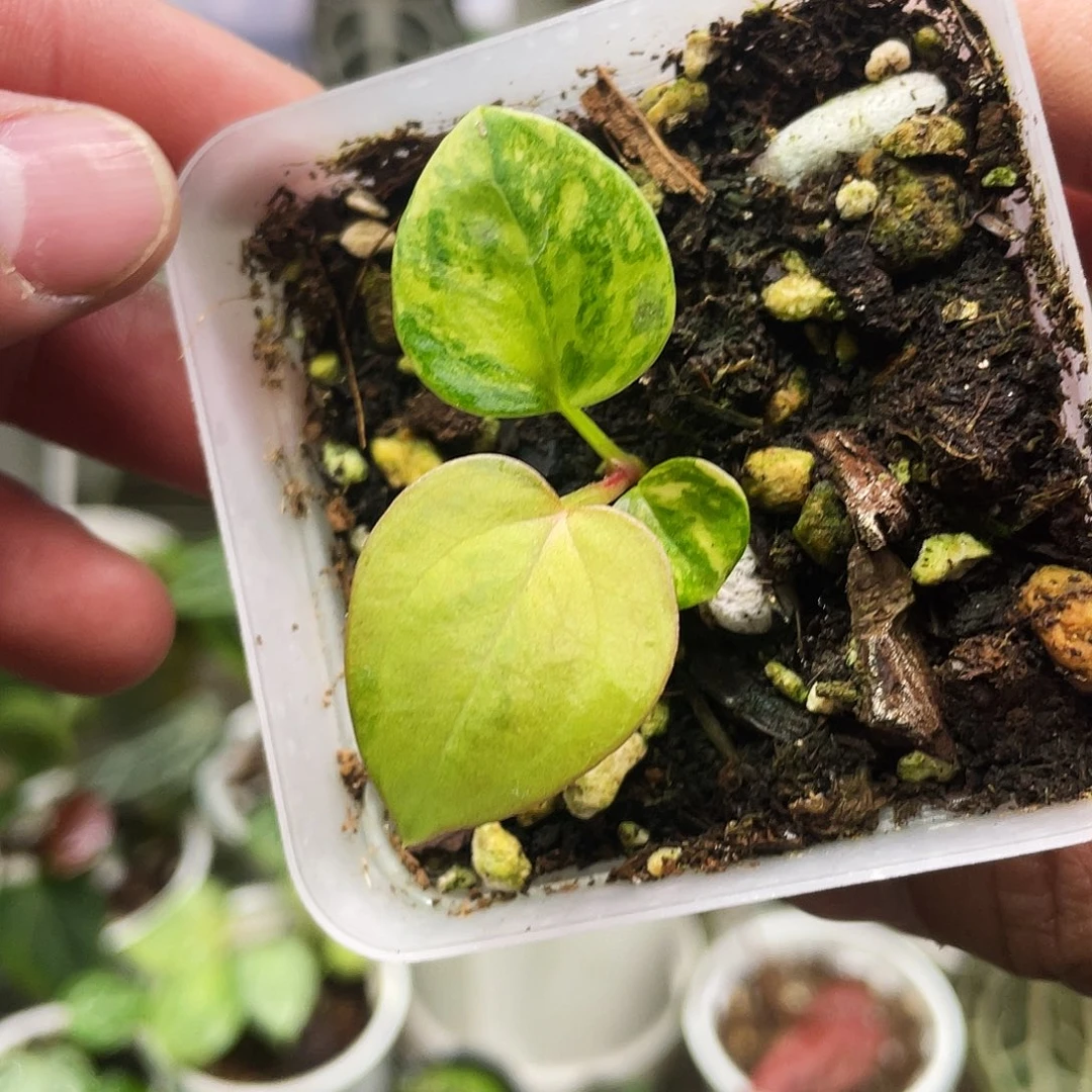 完全开放黑凤凰锦杂黑凤凰