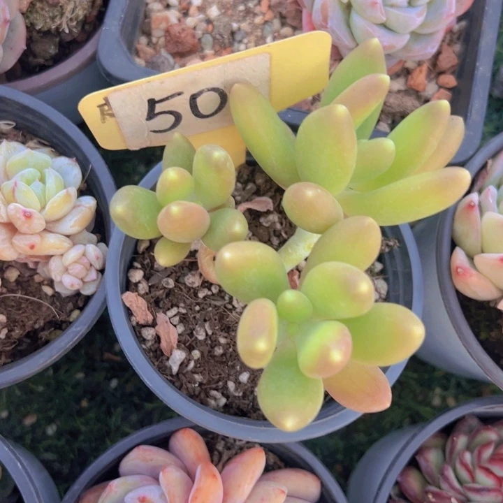 健健康康平平安安