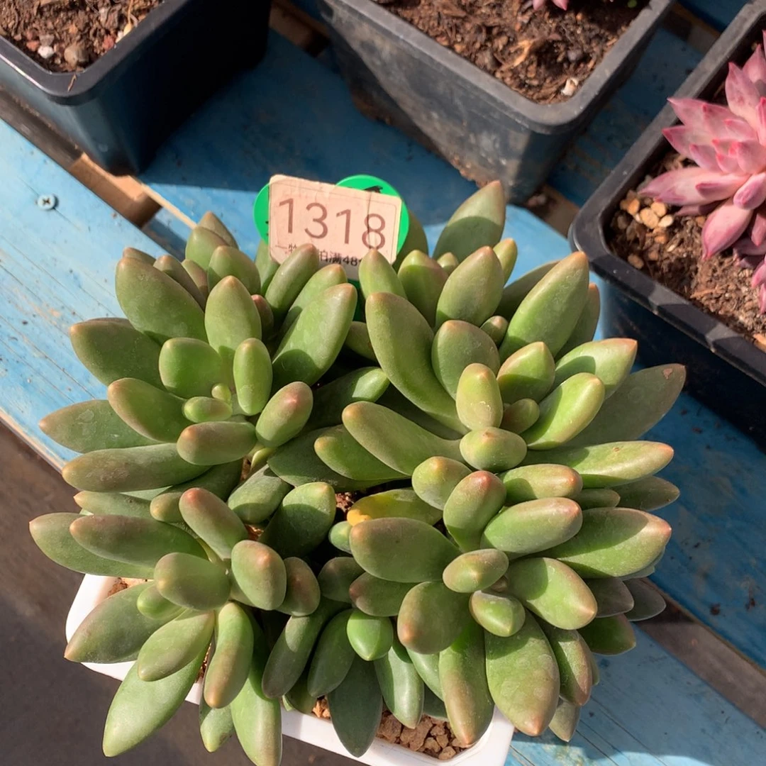 芒果奶无砍平头1318