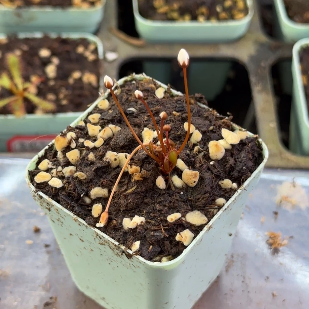 完全开放球茎球根茅膏菜