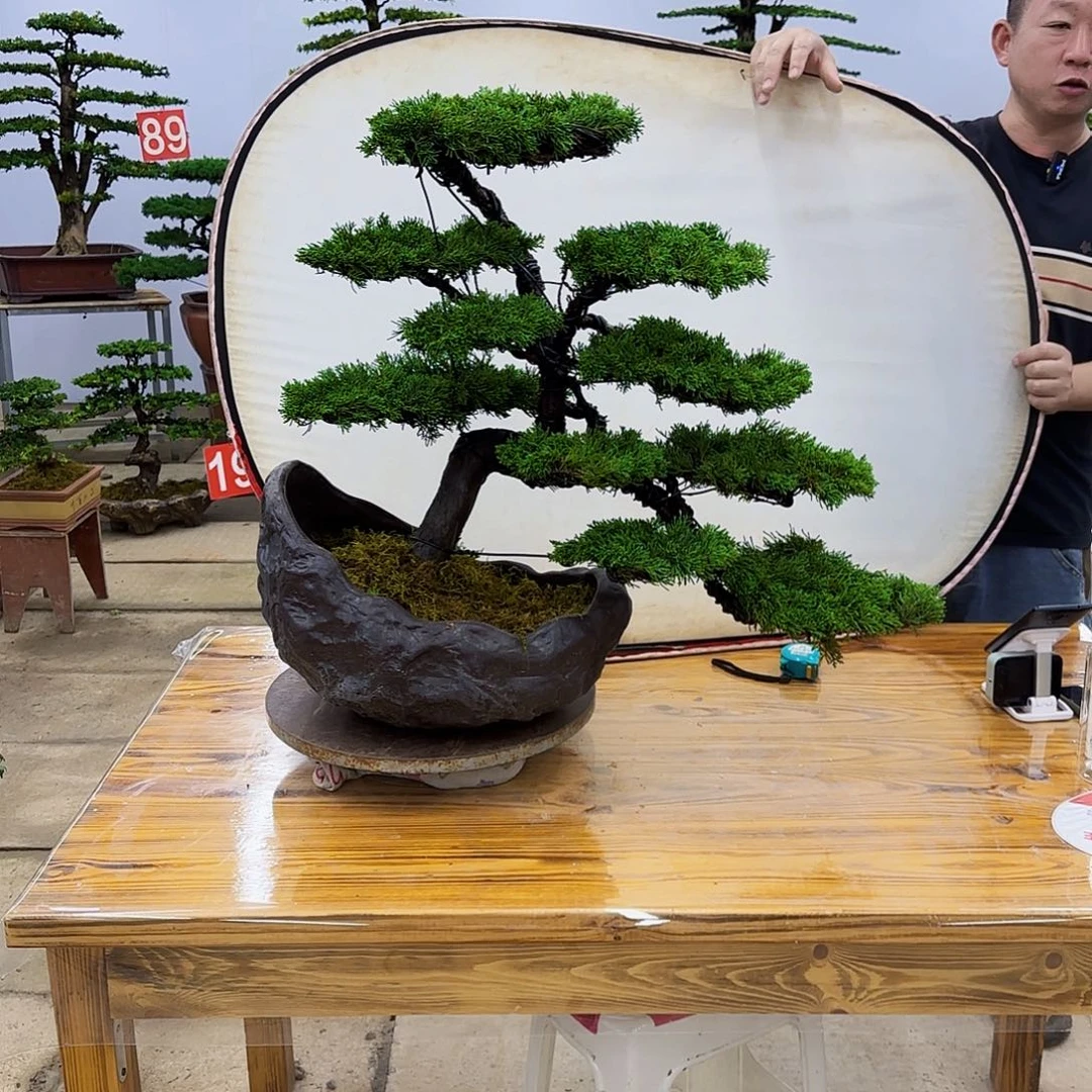 完全开放盆景直播间一物一拍