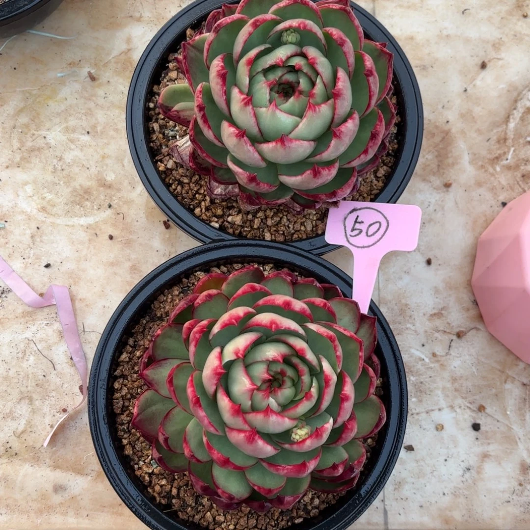 惊鸿仙子好看好看50号