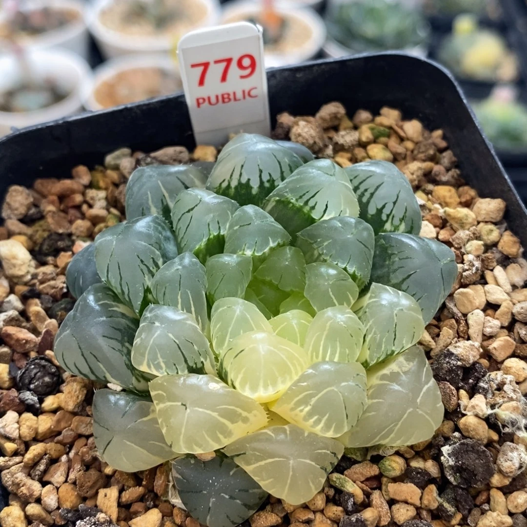 不开花植物779玉露