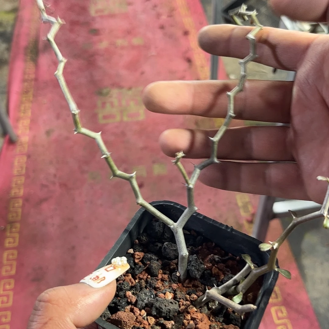 弯曲龙单头发货单头