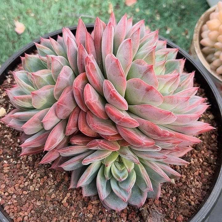 幸运儿是一位非常优秀且