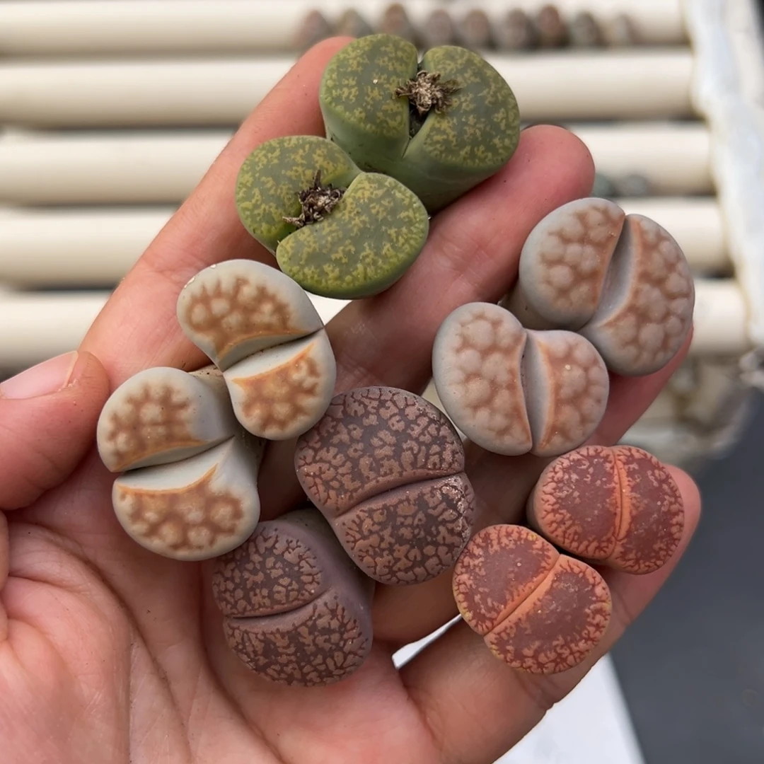 12.9好看的多肉脱土发货593