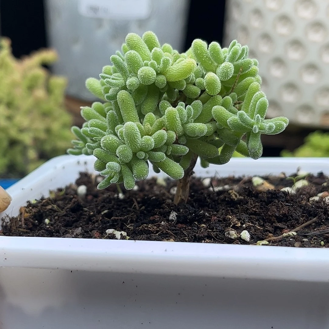 29紫冰晶优选枝干