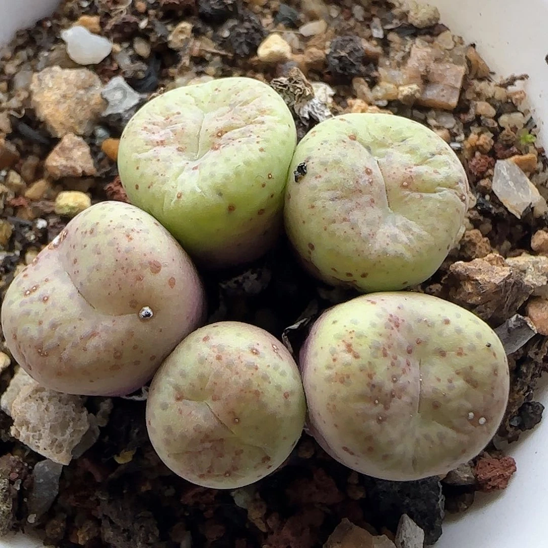 28包邮非偏远29090