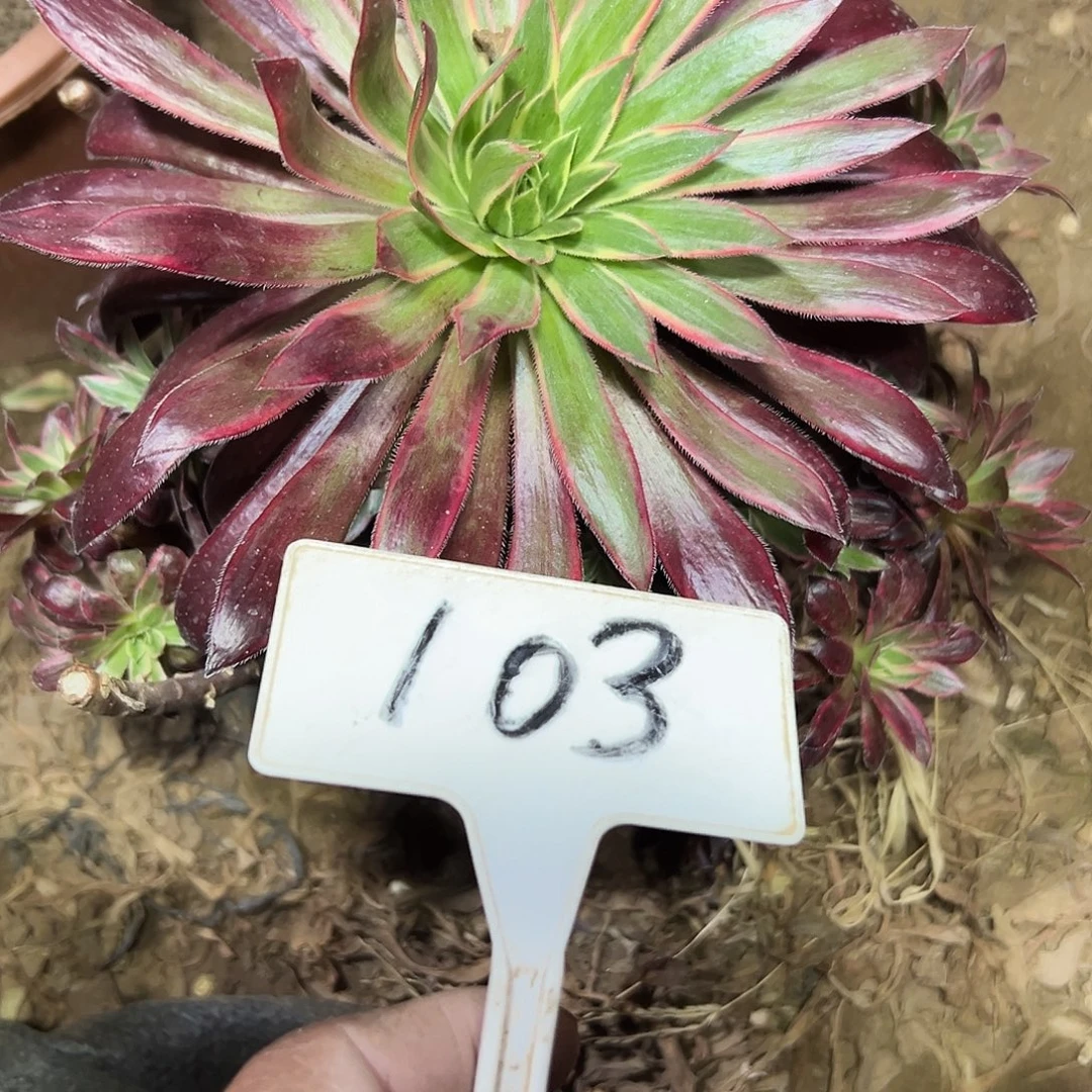 朴****多肉植物孔雀金法师处理103