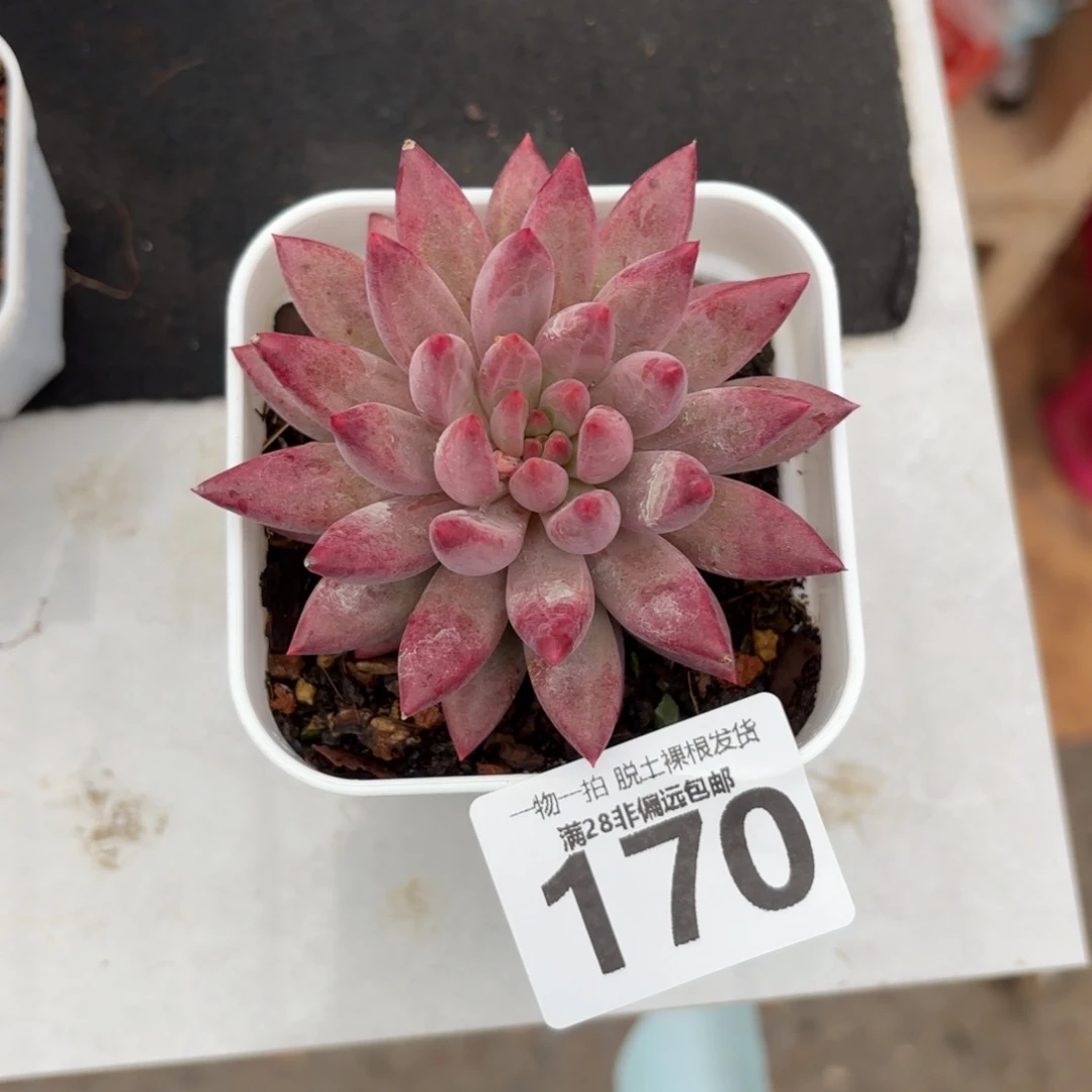 金鱼姬单头无盆土发货