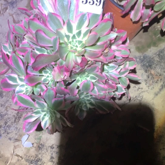 多肉植物女巫539