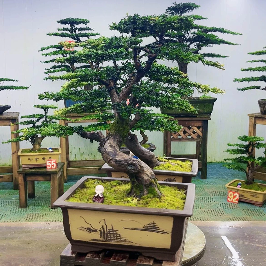 【闪购商品】无花朵