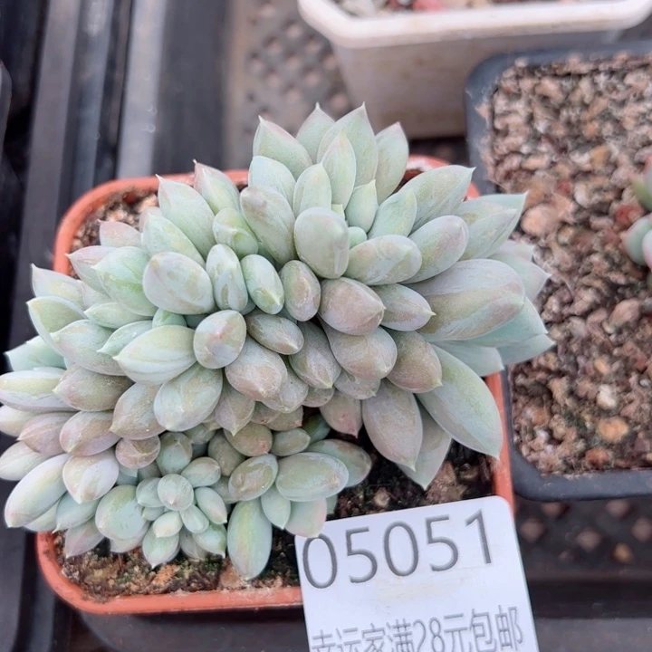 幸运的是我的朋友们